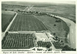 azienda_agricola_somalia_bananeti