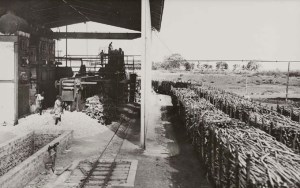 villaggio-duca-degli-abruzzi-larrivo-della-canna-da-zucchero