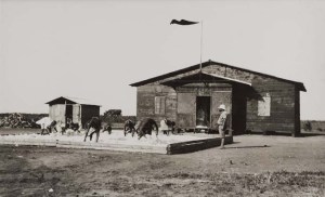 Genale il cotone messo a essiccare