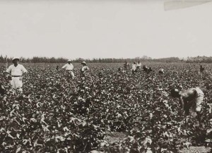 Genale sarchiatura in un campo di cotone