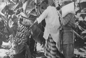 Somalia_Raccolta banane nelle concessioni agricole