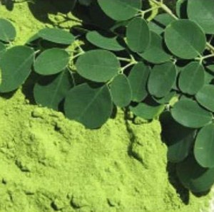 Moringa Stenopetala3