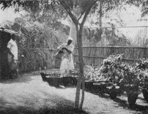 1931-Vivaio a Mogadiscio2